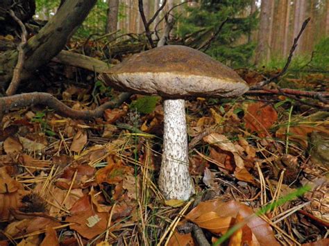 Pilze Sammeln und Pilze Bestimmen - Blog: Pilz Bilder von verschiedenen ...