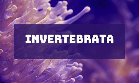 Apa Itu Invertebrata Berikut Pengertian Ciri Ciri Klasifikasi Contoh Dan Perbedaanya Dengan