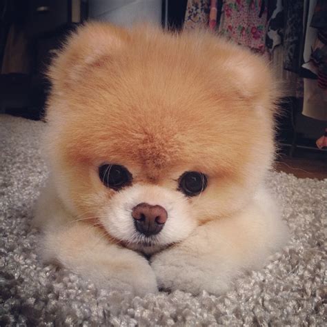 Boo The Pomeranian Known As The Worlds Cutest Dog Passed Away Aged 12