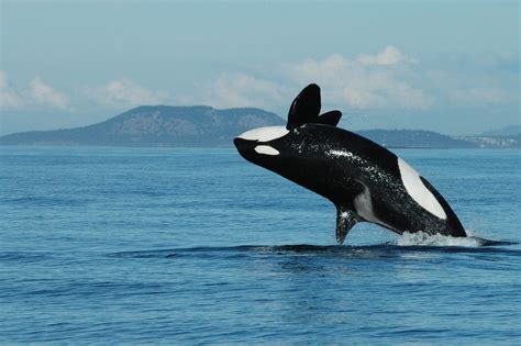 why killer whales go through menopause the new york times