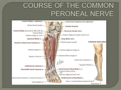 Common Peroneal Nerve Lesions