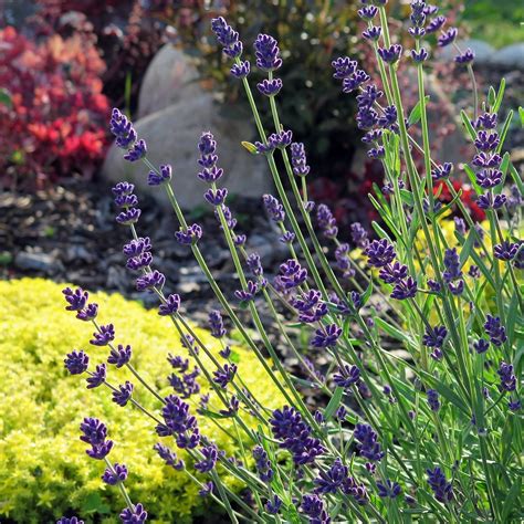 Lavender Plants For Sale Online Lavender Plant