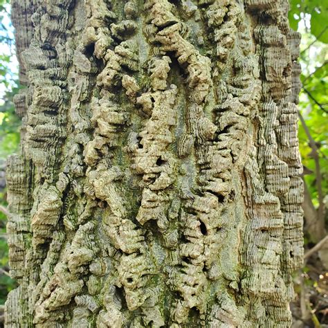 The Bark On This Hackberry Tree Created A 3d Topographic Effect R