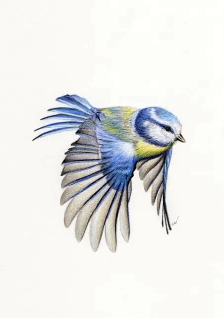 Blue Tit Bird Original Coloured Pencil Drawing A4 9410 Picclick