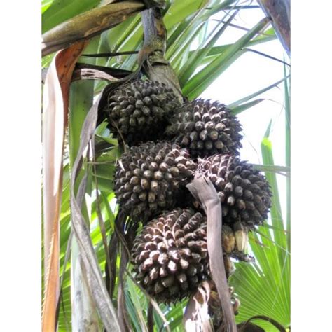 Pandanus Furcatus Seeds Korr Pandan Himalayannepal Screw Pine