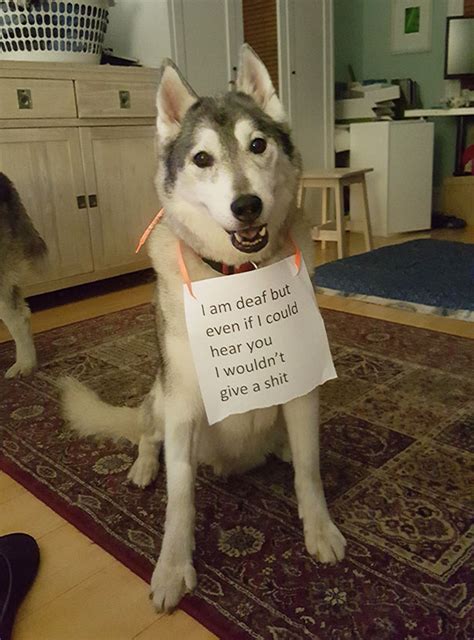 Share Your Pics Of Pets Being Shamed For Their Crimes