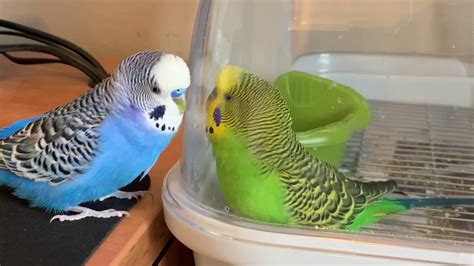 Two Parakeets Talk To Each Other Whilst Talking To Their Own