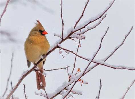 Female Cardinal On Snowy Branch Photograph By Deborah Lambesis Fine