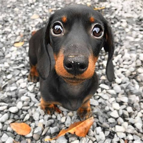 Advertise, sell, buy and rehome dachshund dogs and puppies with pets4homes. Look at Eye's. black dachshund mix, black dachshund ...