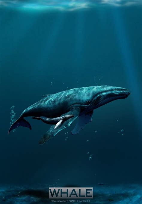 Blue Whales Characteristics Threats And More About The Biggest