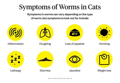 Worms In Cats What Are The Signs And Symptoms Of Worms In Cats Dut Dutch