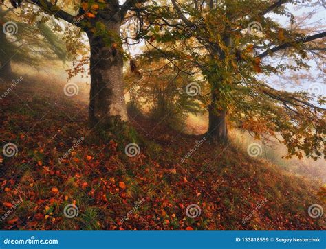 有雾的森林美丽如画的山毛榉森林 库存图片 图片 包括有 风景 重新创建 田园诗 平静 背包 季节性 133818559