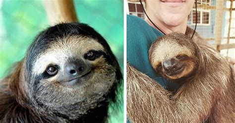 Take It Slow 15 Pictures Of Sleepy Sloths With The Sweetest Smiles
