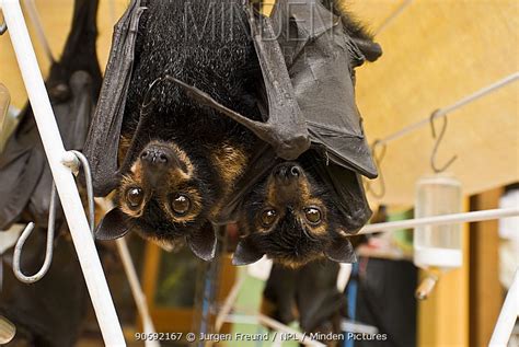 Spectacled Flying Fox Stock Photo Minden Pictures