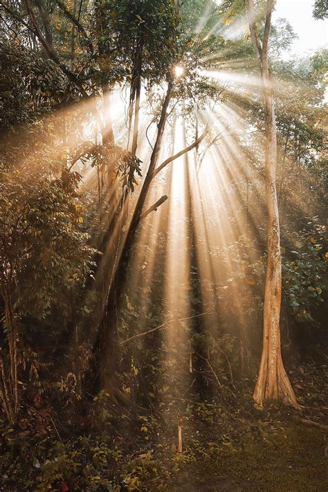 Free Download Nature Tree Forest Jungle Sun Sunlight Singapore