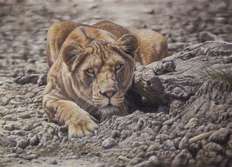 Eric Wilson Wildlife Artist Lion Paintings Wildlife Artists Lion