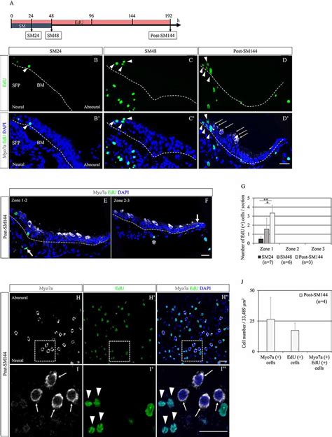 Frontiers Initiation Of Supporting Cell Activation For Hair Cell