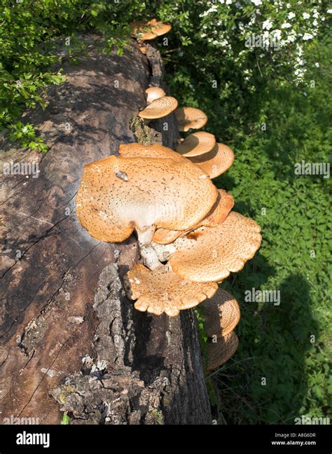 Rotting Tree Stump Covered In Fungus Stock Photo Alamy