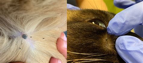 Ticks On Cats Symptoms