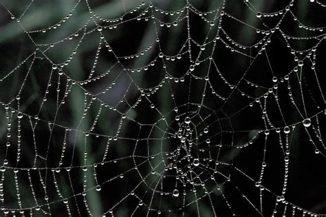 Spider Web Wallpaper ·① Wallpapertag
