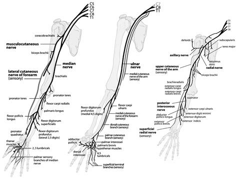 Peripheral Nerves Of The Upper Extremity Orthopaedicsone Clerkship
