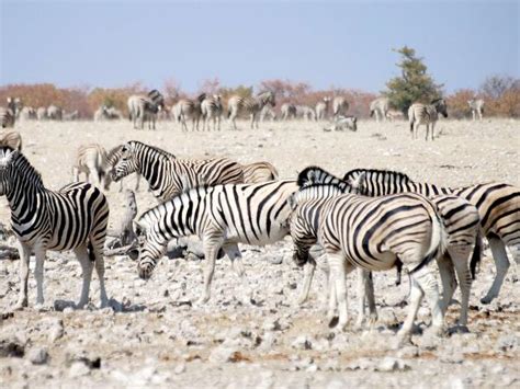 Namibia Wildlife Tour Desert And Marine Life Responsible Travel