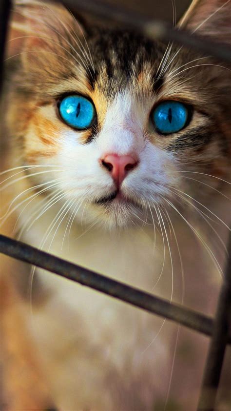Cute Cat Blue Eyes Free 4k Ultra Hd Mobile Wallpaper