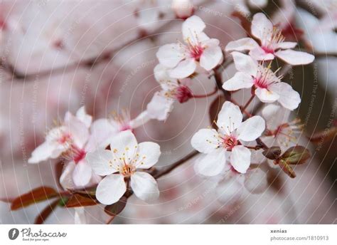 Cherry Blossoms On A Branch A Royalty Free Stock Photo From Photocase