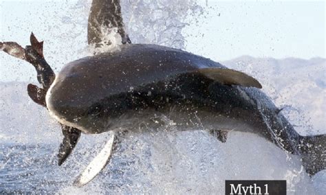 Great White Sharks 10 Myths Debunked Environment The Guardian