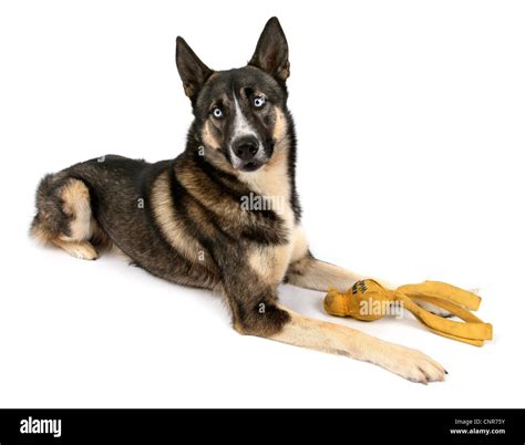 Mixed Breed Dog Canis Lupus F Familiaris Crossbreed Of Siberian