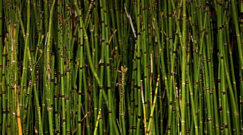 Horsetail Reed San Diego Zoo Animals And Plants