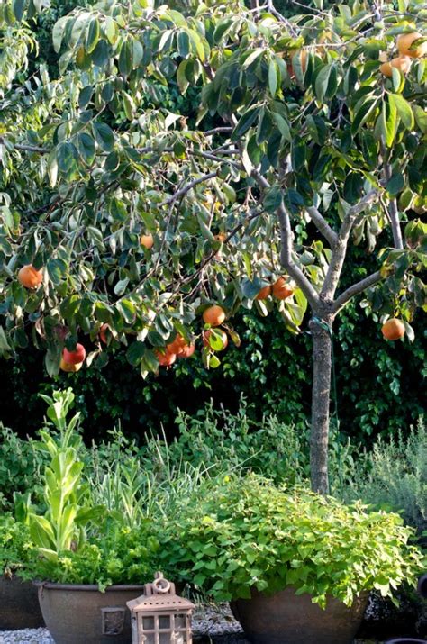 Some grafted trees will bear fruit the year after planting. Container Grown Kaki Persimmons - General Fruit Growing ...