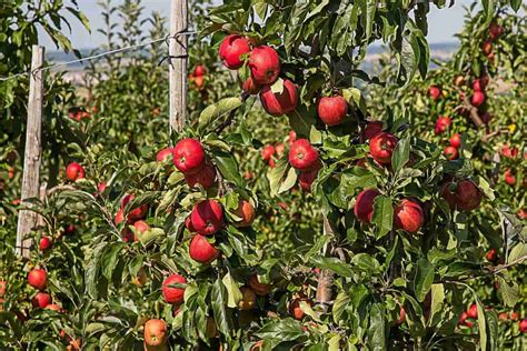 How To Start Apple Farming In Usa A Step By Step Planting To