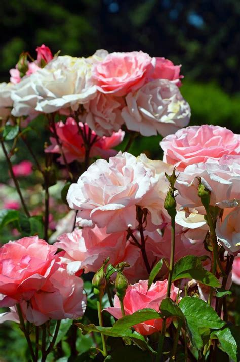 Beautiful Pink Rose Garden Beautiful Roses Beautiful Pink Roses