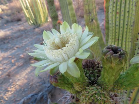 Great Western Loop Organ Pipe Cactus National Monument — Just A