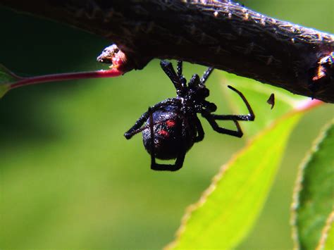 Spider Black Widow Pest Control