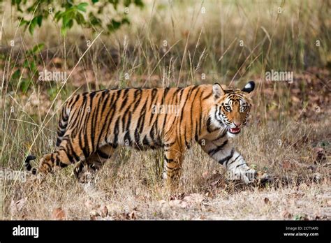 Bengal Tiger Panthera Tigris Tigris Cub In A Forest Bandhavgarh