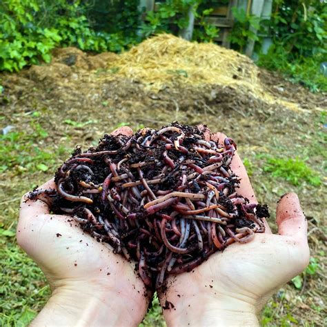 500 G Of Compost Worms 1000 U Live Eisenia Earthworms Compost
