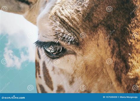 The Giraffe Eye Close Up In Kenya Stock Photo Image Of Nature Blue