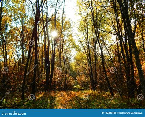 Beautiful Gold Autumn Forest Stock Image Image Of Alone Flower