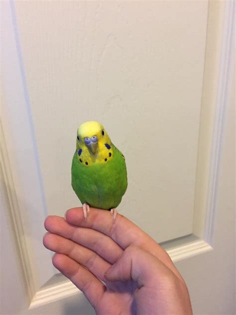The Worlds Most Popular Pet Bird Introduction To Budgies Budgies