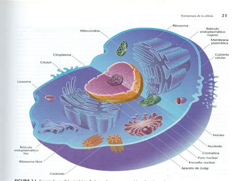 La Celula Celulas Clasespartes Tejidos Clases Y Funciones