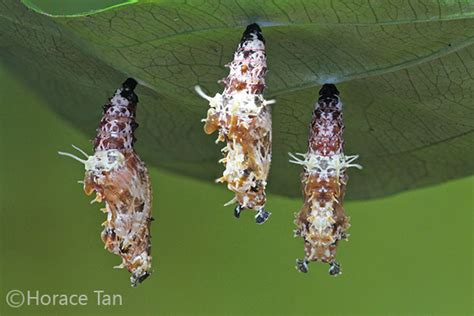 Butterflies Of Singapore Life History Of The Malay Lacewing V20