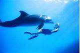 Swim With Dolphins Images