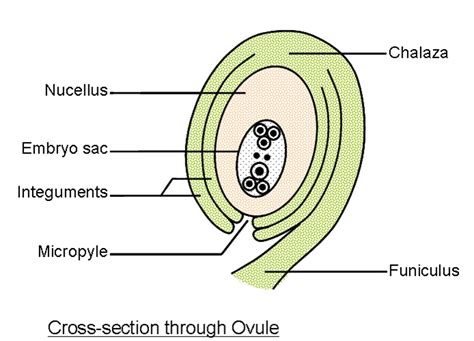 Draw The Structure Of An Ovule And Label Its Parts