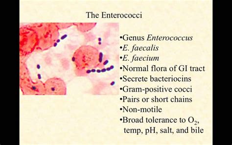 Enterococci Bacterial Infections