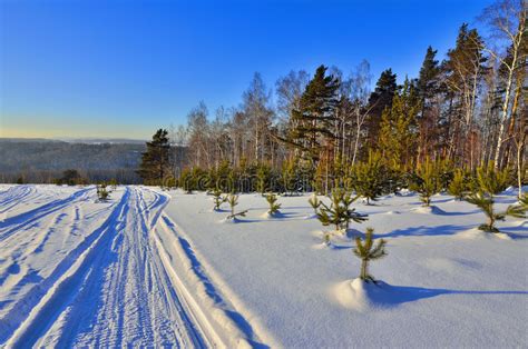 Sunny Winter Landscape With Young Green Christmas Trees Stock Image