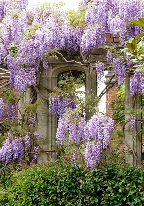 Pin By Tricia Brown On Dream House Garden Wisteria Beautiful Houses