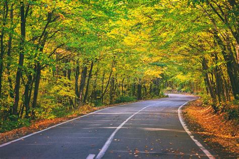Road In The Autumnal Forest Stock Photo Image Of Road Natural 133365808