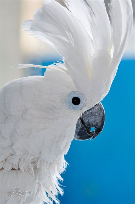 White Crest By Mohamed Hakem On 500px Animals Beautiful Pet Birds Birds